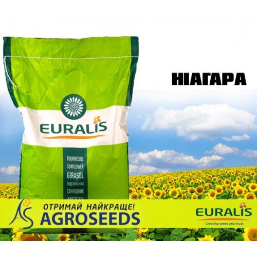 Гібрид соняшника Euralis ЕС Ніагара