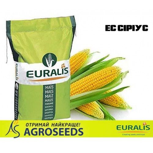 Гібрид кукурудзи Euralis ЕС Сіріус