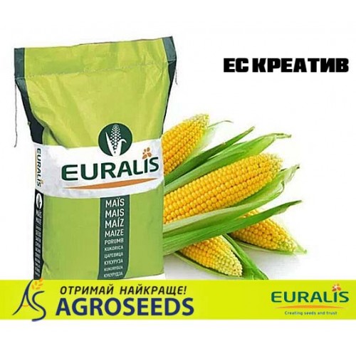 Гібрид кукурудзи Euralis ЕС Креатив