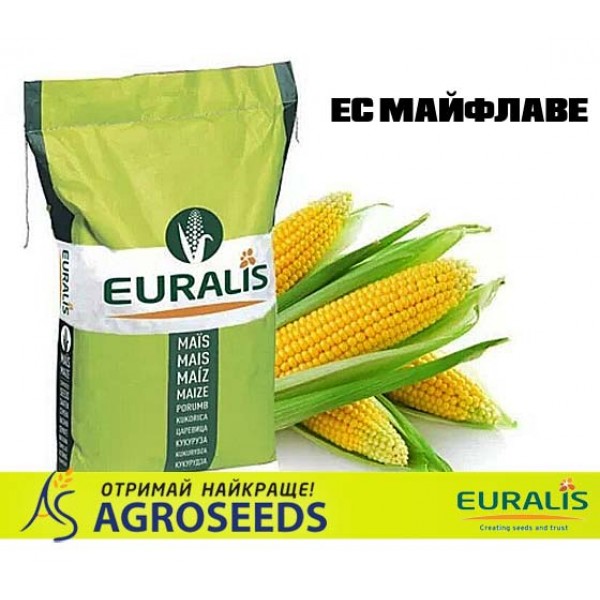 Гібрид кукурудзи Euralis Мейфлавер