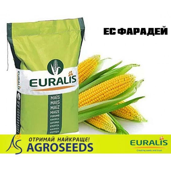 Гібрид кукурудзи Euralis ЕС Фарадей