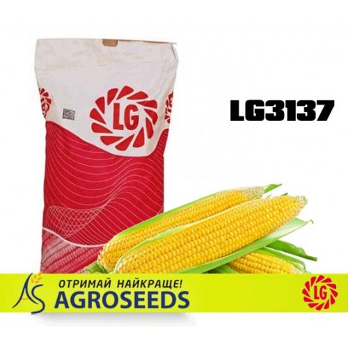 Гібрид кукурудзи Limagrain LG31377