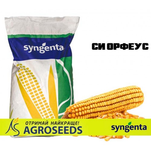 Гібрид кукурудзи Syngenta «СИ Орфеус»